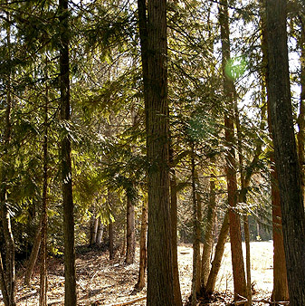 forest