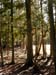 gallery_forest1
